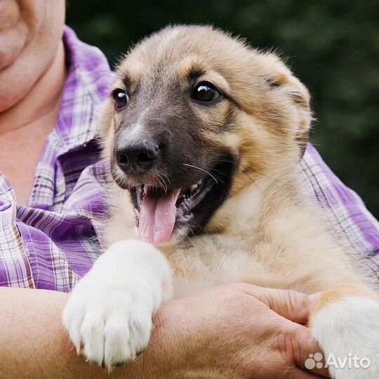 Щенок в добрые руки бесплатно