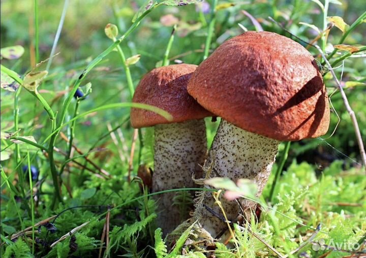 Грибы белые, красноголовикие, подберезовики