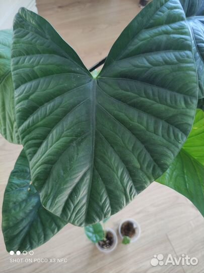 Алоказия Лукиван