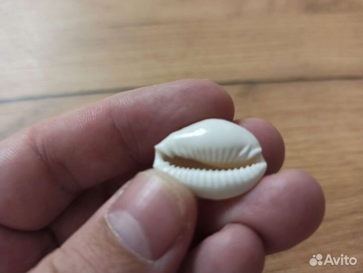 Морская раковина