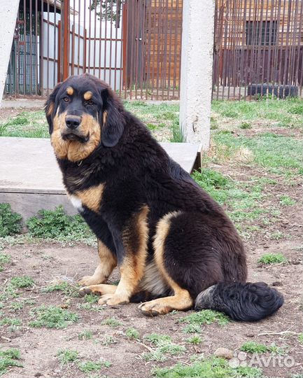 Щенок бурят-монгольского волкодава (Хотошо)