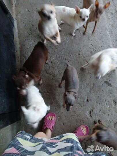 Чихи и тойчики