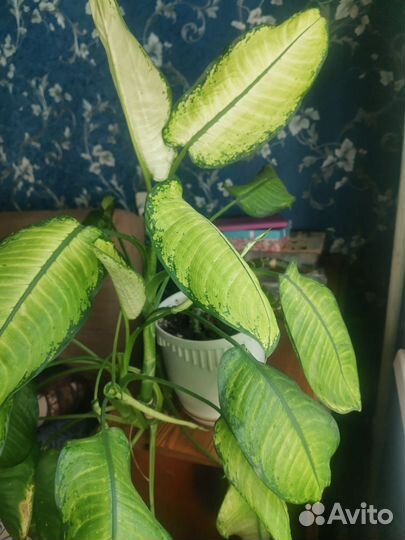 Диффенбахия