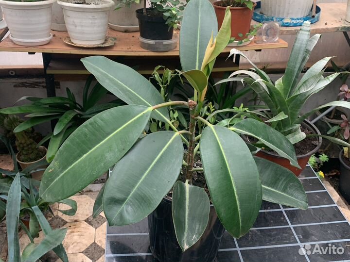 Комнатные цветы