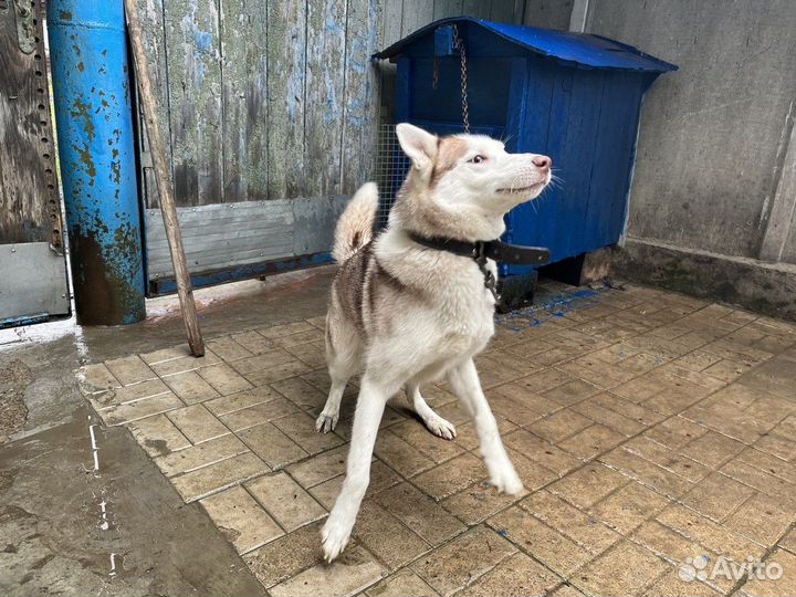 Отдам в добрые руки красивую породистую собаку