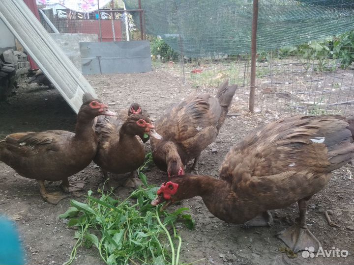 Утята мускусной утки