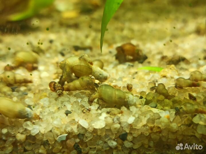 Улитки аквариумные мелания