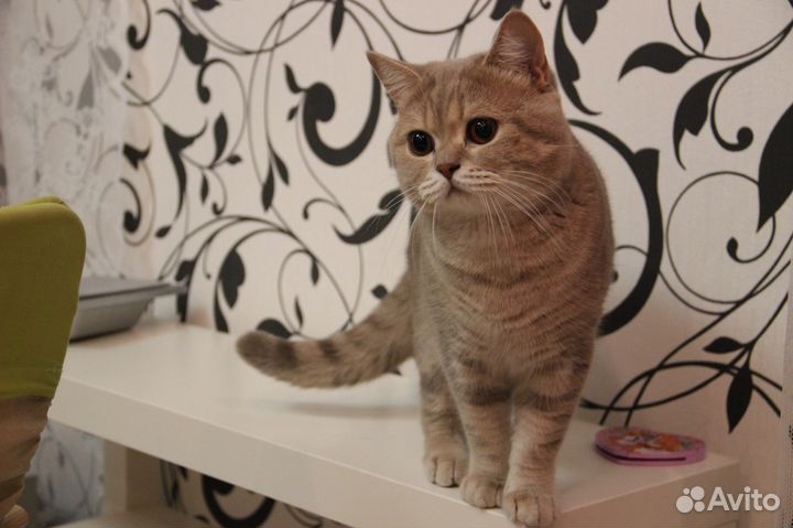 Котик для вязки