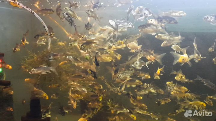 Живая рыба