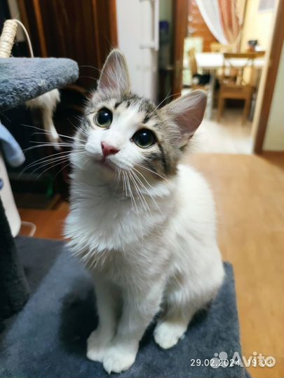 Кошка