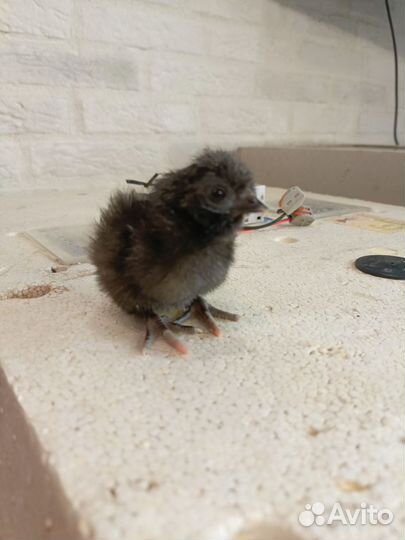 Цыплёнок 10.04.24