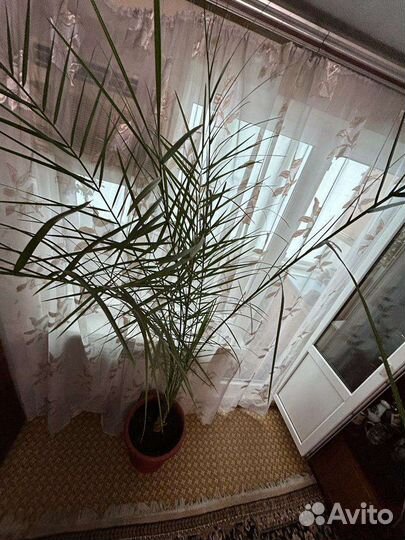 Финиковая пальма