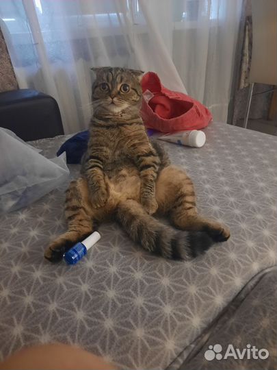 Вислоухая кошка