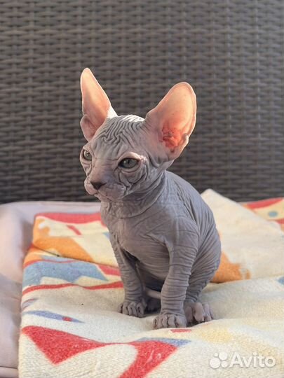 Канадский сфинкс котенок девочка