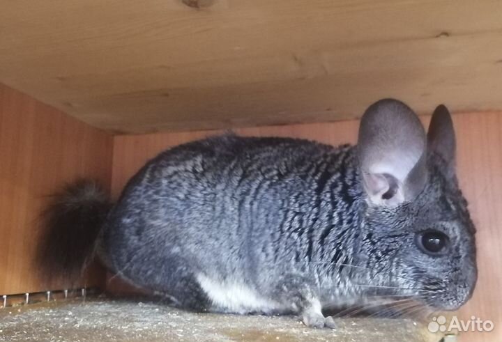 Самцы носители ангоры, сапфира, фиолета