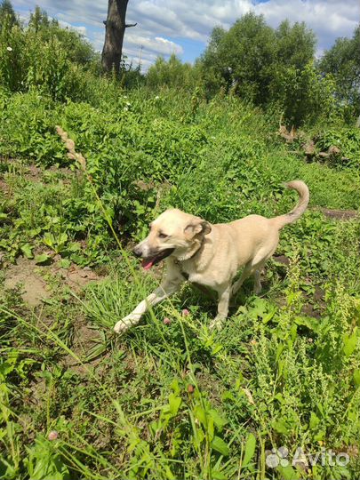 Собака в добрые руки