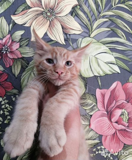 Мейн Кун Котята