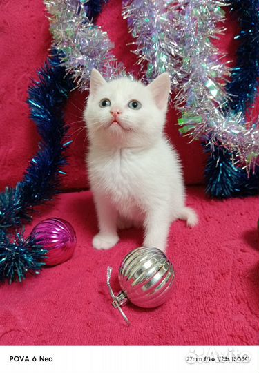 Белоснежное чудо