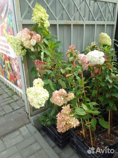 Гортензия саженцы