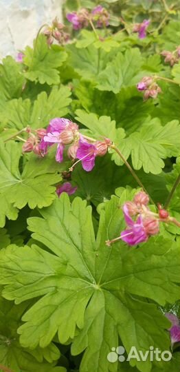 Герань садовая