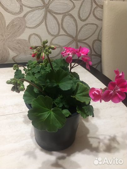 Пеларгония герань сортовая