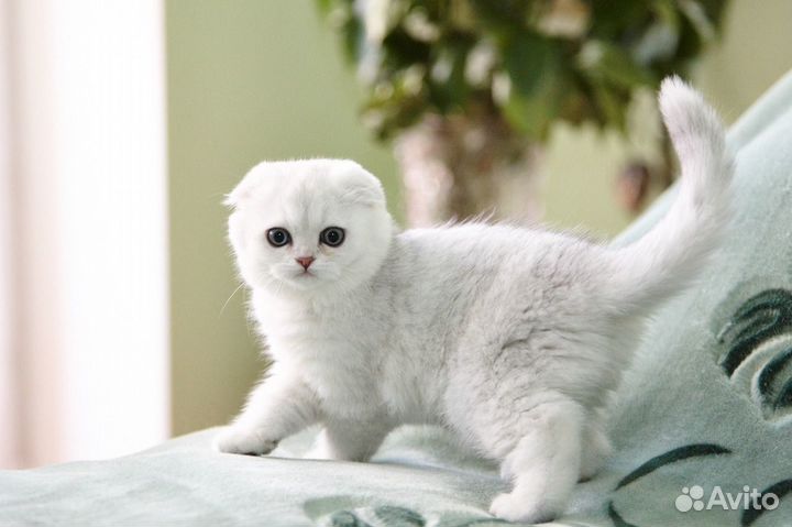 Вислоухие и прямоухие серебристые шиншиллы