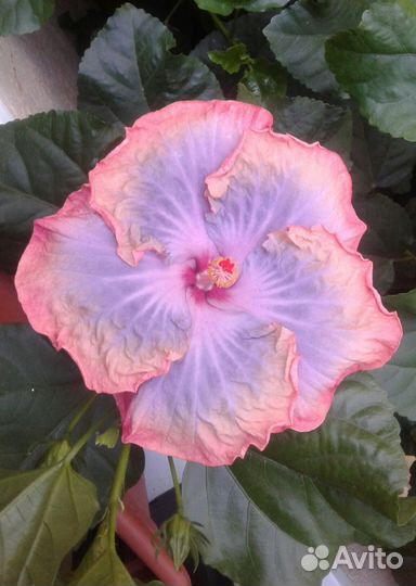 Сортовые гибискусы срез