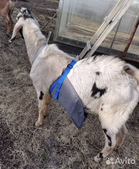 Фартук для козлов и баранов
