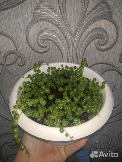 Крестовник роули, геррейна