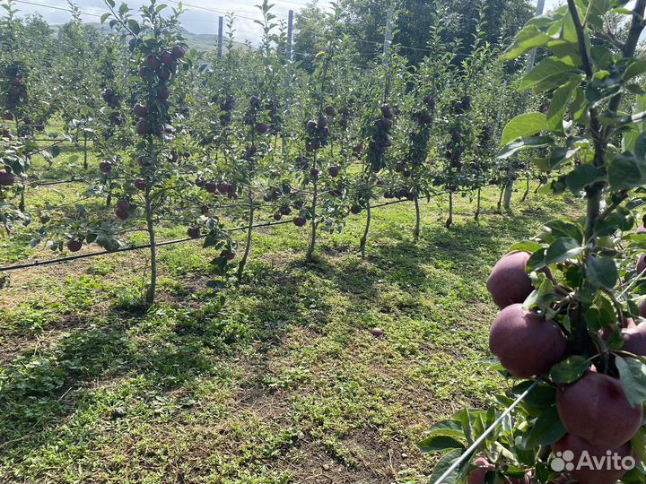 Яблоки джеромини