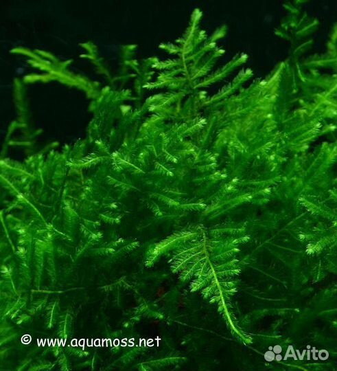 Аквариумные растения, мхи, улитки, гриндаль, грунт