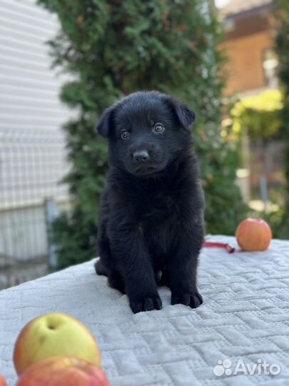 Черные и черно-рыжие щенки из питомника