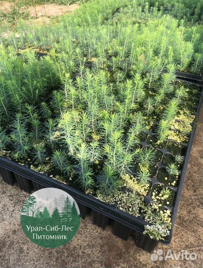 Сеянцы зкс Сосна окс Ель Лиственница Горная