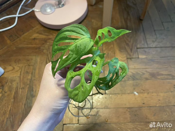 Монстера манки