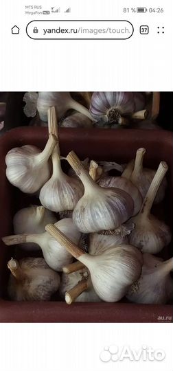 Чеснок