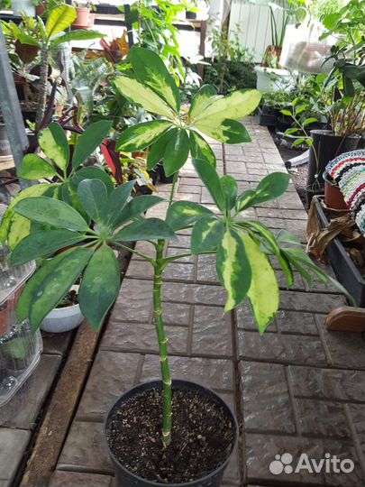 Комнатные растения