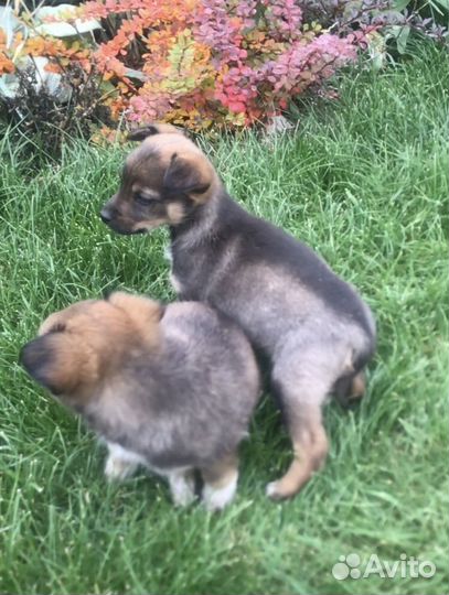 Щенки