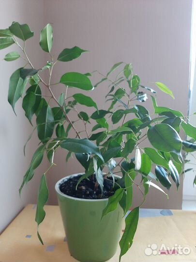 Фикус Моника в новом горшке
