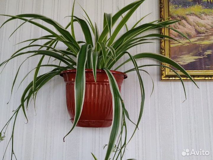 Хлорофитум