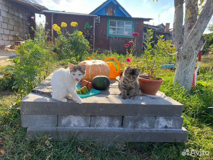 Котята в добрые руки