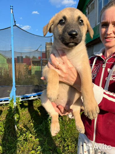 Мальчик щенок 2 мес