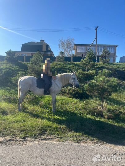 Прокат на верблюде, коне, ослике, пони
