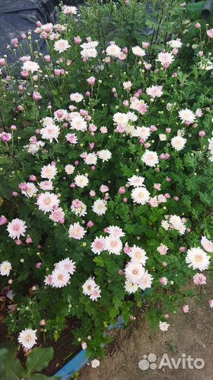 Портулак обыкновенный и др