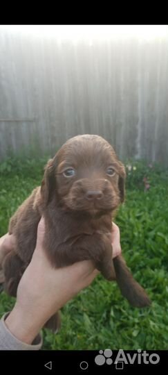 Русский спаниель