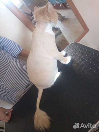 Стрижка собак