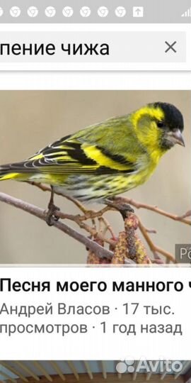 Щеглы чижы певчие клетка снегирь реполов