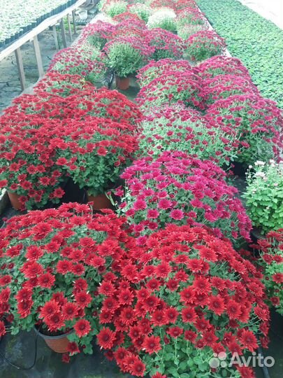 Хризантема мультифлора