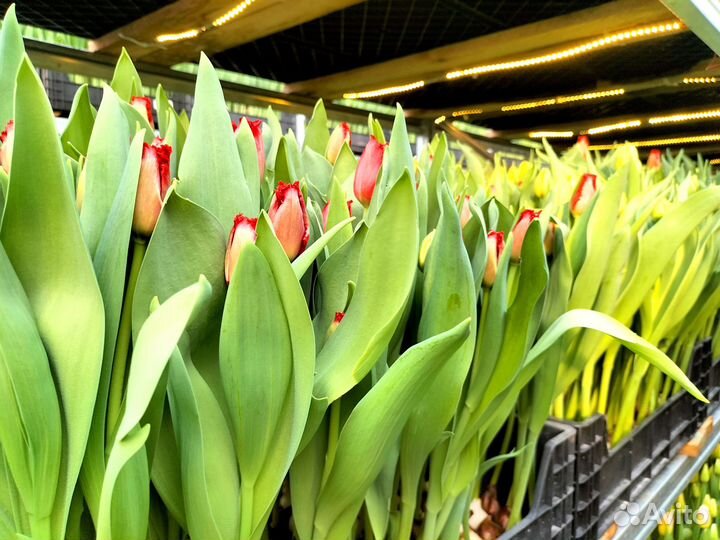 Луковицы тюльпанов для выгонки оптом