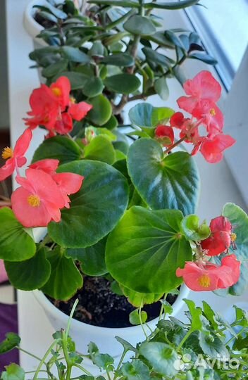 Бегонии вечноцветущие
