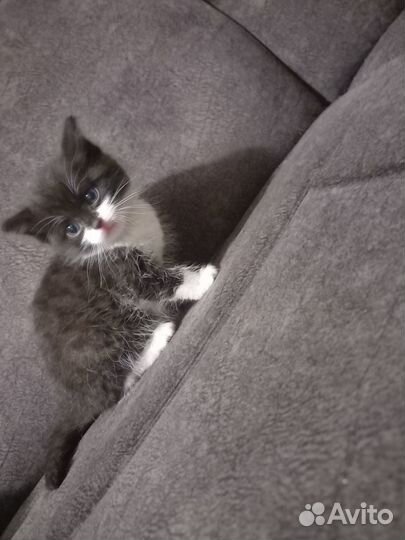 Котята отдам в добрые руки бесплатно